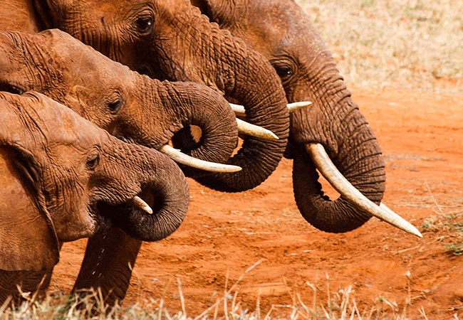 zomeni-lion-hill-lodge-tsavo-east-national-park-african-elepant Zomeni Lion Hill Lodge Tsavo East National Park