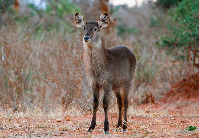 zomeni-lion-hill-lodge-tsavo-east-national-park-female-waterbuck-antelope Zomeni Lion Hill Lodge Tsavo East National Park
