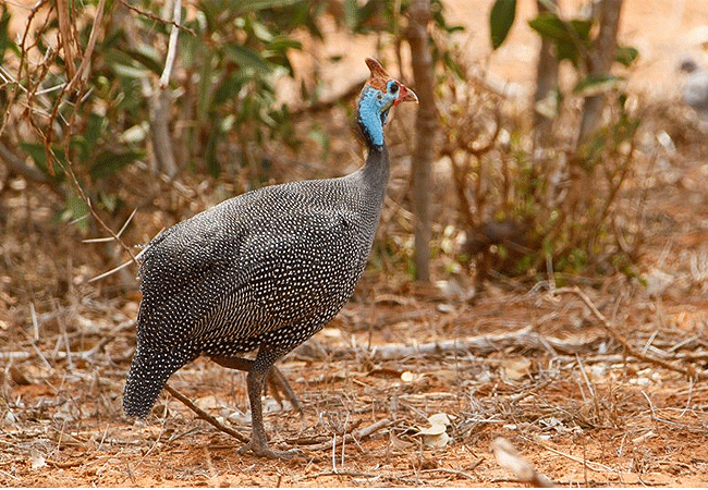 zomeni-lion-hill-lodge-tsavo-east-national-park-helmeted-guinea-fowl Zomeni Lion Hill Lodge Tsavo East National Park