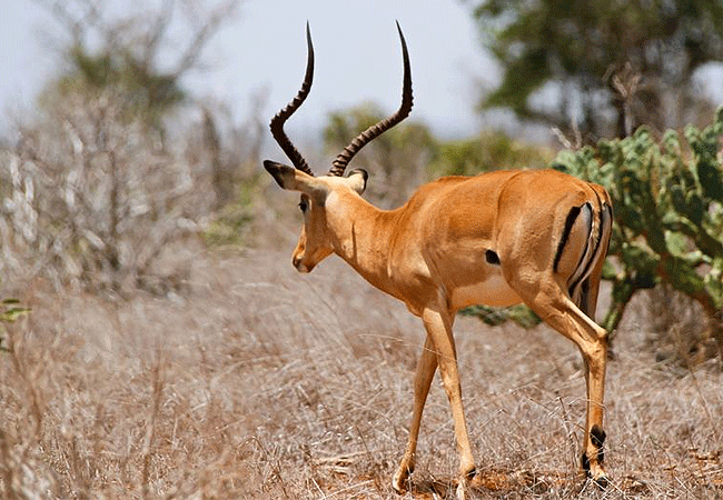 zomeni-lion-hill-lodge-tsavo-east-national-park-impala-or-rooibok-antelope Zomeni Lion Hill Lodge Tsavo East National Park