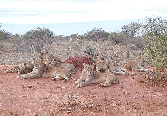 zomeni-lion-hill-lodge-tsavo-east-national-park-lions Zomeni Lion Hill Lodge Tsavo East National Park