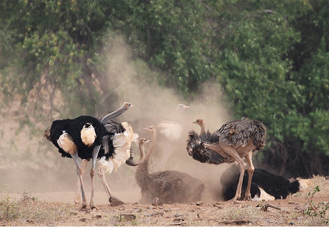 zomeni-lion-hill-lodge-tsavo-east-national-park-masai-ostrich Zomeni Lion Hill Lodge Tsavo East National Park