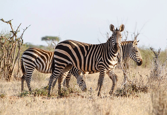 zomeni-lion-hill-lodge-tsavo-east-national-park-plains-zebra Zomeni Lion Hill Lodge Tsavo East National Park