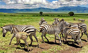  2 Days 1 Night Ngorongoro Crater Tanzania Luxury Flying Safari