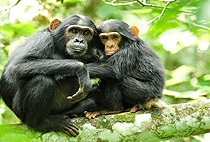 6 Days Uganda Rwanda Wildlife Safari Chimpanzees Gorilla Trekking Tour