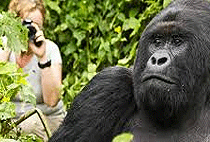 6 Days 5 Nights Uganda Rwanda Safari Gorilla Trekking Tour