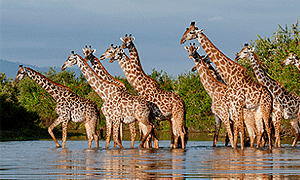  10 Days 9 Nights Tanzania Fly-in Luxury Safaris