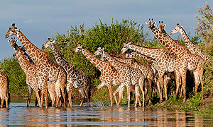  3 Days 2 Nights Tanzania Safari – Nyerere National Park Safari (Driving) From Dar Es Salaam