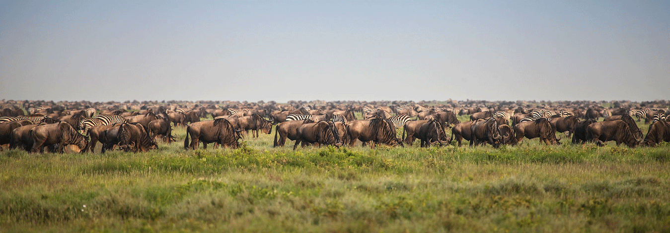 Days Serengeti National Park Luxury Flying Safari Luxury Air Safari