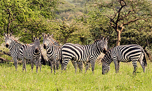 3 Days 2 Nights Tanzania Safari Serengeti National Park & Ngorongoro Crater (Driving) From Arusha