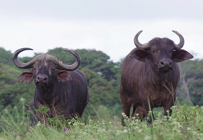 shimba-hills-lodge-hotel-mombasa-shimba-hills-national-reserve-cape-buffalo Shimba Hills Lodge Hotel Mombasa Shimba Hills National Reserve Kenya