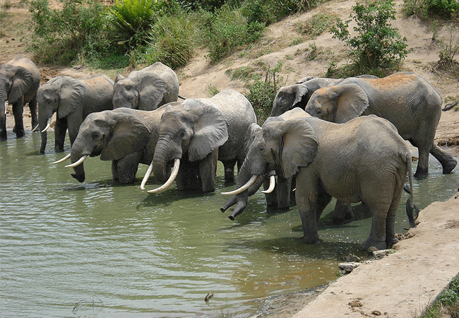 shimba-hills-lodge-hotel-mombasa-shimba-hills-national-reserve-elephants Shimba Hills Lodge Hotel Mombasa Shimba Hills National Reserve Kenya