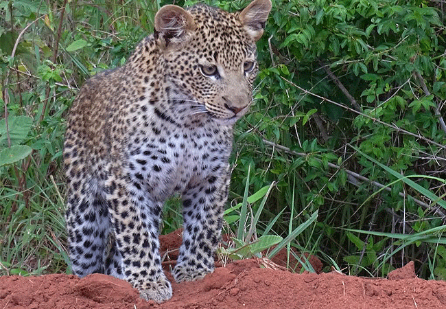 shimba-hills-lodge-hotel-mombasa-shimba-hills-national-reserve-forest-is-also-an-ideal-habitat-for-leopard Shimba Hills Lodge Hotel Mombasa Shimba Hills National Reserve Kenya