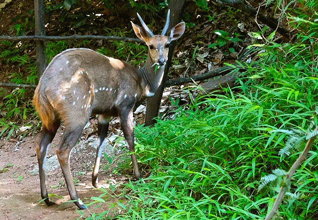 shimba-hills-lodge-hotel-mombasa-shimba-hills-national-reserve-harnessed-bushbuck Shimba Hills Lodge Hotel Mombasa Shimba Hills National Reserve Kenya
