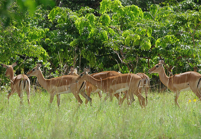 shimba-hills-lodge-hotel-mombasa-shimba-hills-national-reserve-impalas Shimba Hills Lodge Hotel Mombasa Shimba Hills National Reserve Kenya