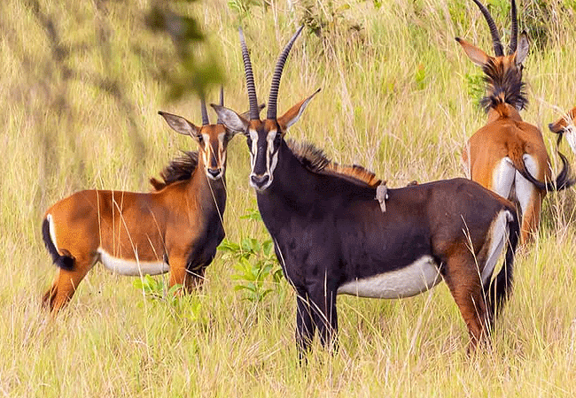 shimba-hills-lodge-hotel-mombasa-shimba-hills-national-reserve-male-sable-antelope-is-glossy-black-except-for-white-markings-on-their-face-and-belly Shimba Hills Lodge Hotel Mombasa Shimba Hills National Reserve Kenya