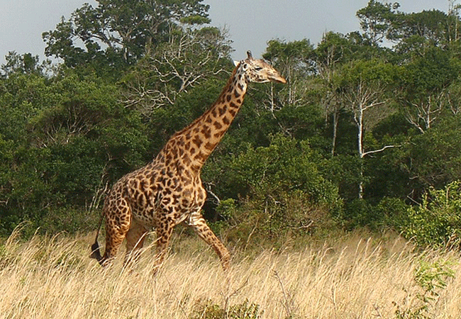 shimba-hills-lodge-hotel-mombasa-shimba-hills-national-reserve-masai-giraffes Shimba Hills Lodge Hotel Mombasa Shimba Hills National Reserve Kenya