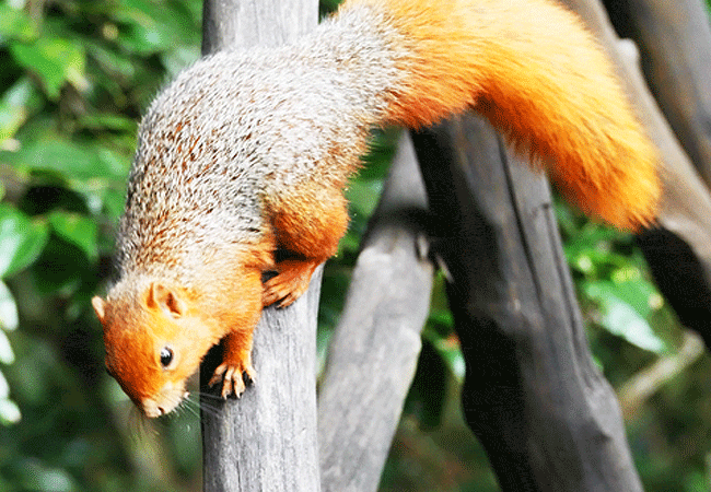 shimba-hills-lodge-hotel-mombasa-shimba-hills-national-reserve-red-bush-squirrel Shimba Hills Lodge Hotel Mombasa Shimba Hills National Reserve Kenya