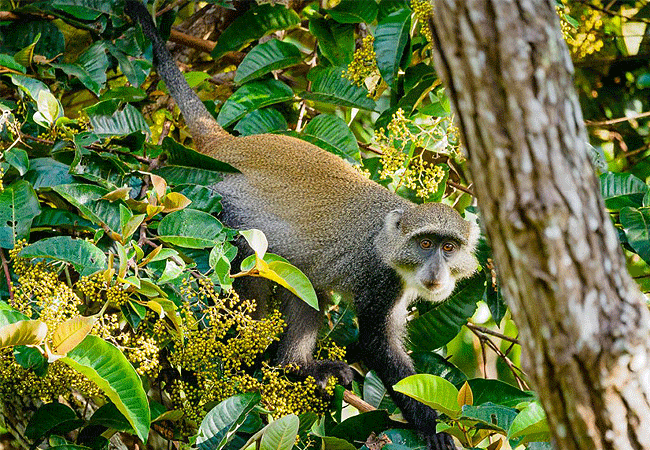 shimba-hills-lodge-hotel-mombasa-shimba-hills-national-reserve-sykes-monkey Shimba Hills Lodge Hotel Mombasa Shimba Hills National Reserve Kenya