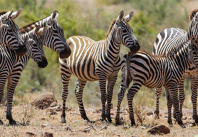 shimba-hills-lodge-hotel-mombasa-shimba-hills-national-reserve-zebras Shimba Hills Lodge Hotel Mombasa Shimba Hills National Reserve Kenya