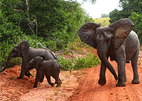 2 Days 1 Night Safari to Shimba Hills National Reserve from Mombasa