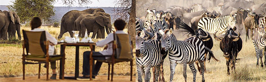 Tanzania Wildlife safaris