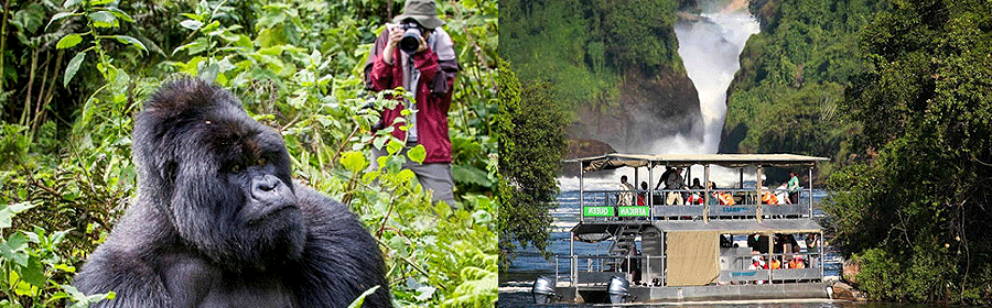 Gorillas & Chimps Tours & Safari