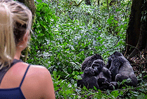 6 Days 5 Nights Uganda Safari Ngamba Chimpanzee Gorilla Trekking