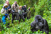 7 Days 6 Nights Uganda Safari Gorillas Wildlife Chimpanzee Tour