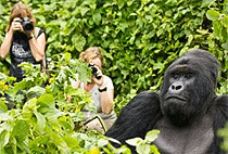 6 Days Uganda Rwanda Wildlife Safari Chimpanzees Gorilla Trekking Tour