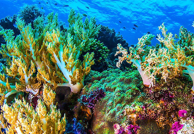 Watamu Marine Park