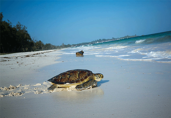 Watamu Marine National Park