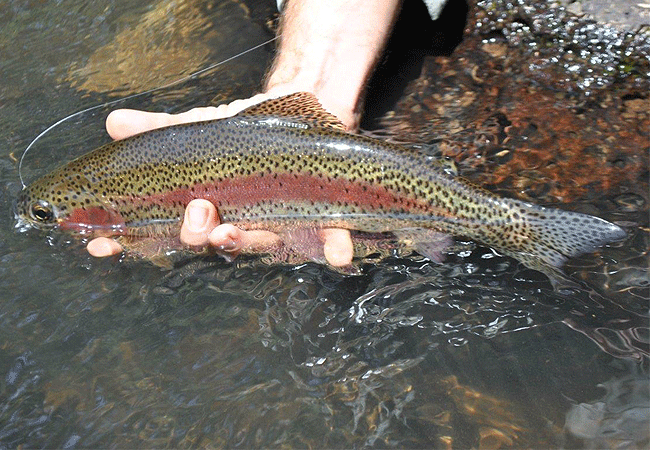 1 day fishing tour aberdare national park