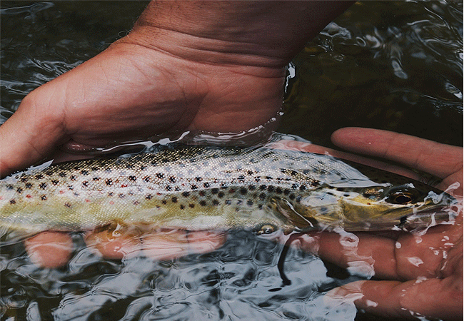 1 day fishing tour aberdare national park