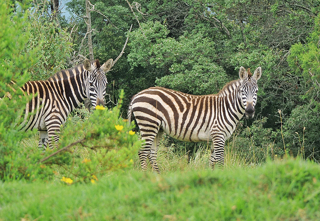 1 day fishing tour aberdare national park