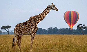 Governors Balloon Safaris Maasai Mara National Reserve, Kenya