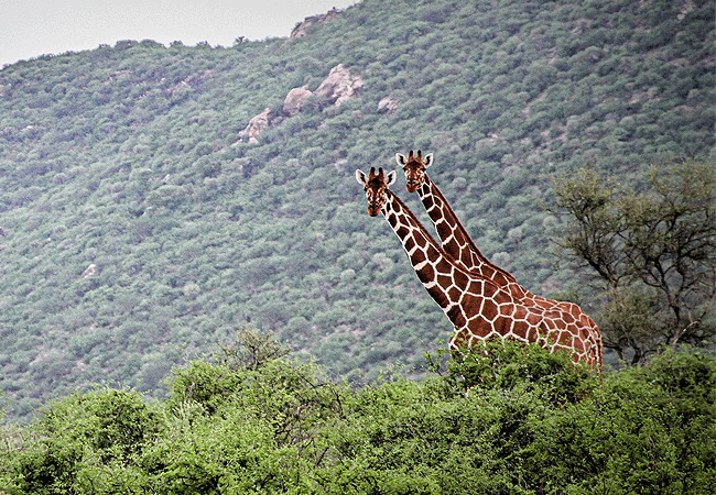 sabache-camp-samburu-reticulated-giraffe Sabache Camp Samburu National Reserve Kenya