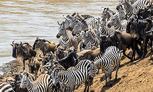 11 Days 10 Nights Kenya & Tanzania Fly-in Luxury Safari Masai Mara, Serengeti & Ngorongoro Crater