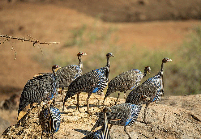 4 Day Kenya Fly-in Safari Sarara Camp Namunyak Conservancy Samburu