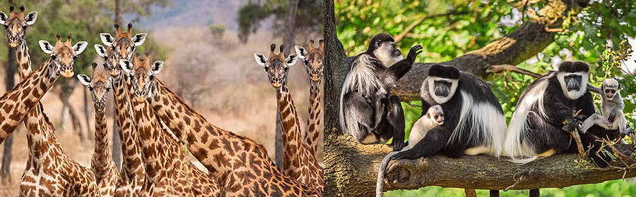 Arusha National Park Wildlife