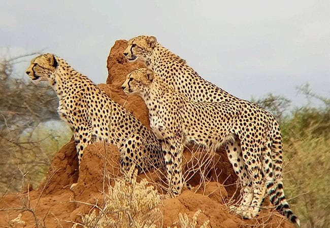 kibo-private-wing-amboseli-national-park-cheetah Kibo Safari Camp Private Wing Amboseli