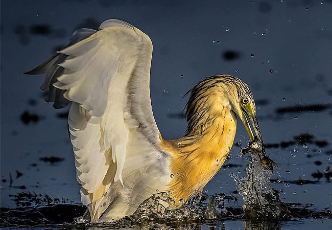 kibo-private-wing-amboseli-national-park-squacco-heron Kibo Safari Camp Private Wing Amboseli