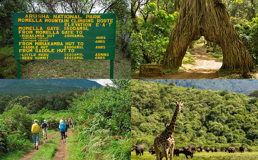 Mount Meru 1 Day Hike Arusha National Park Tanzania