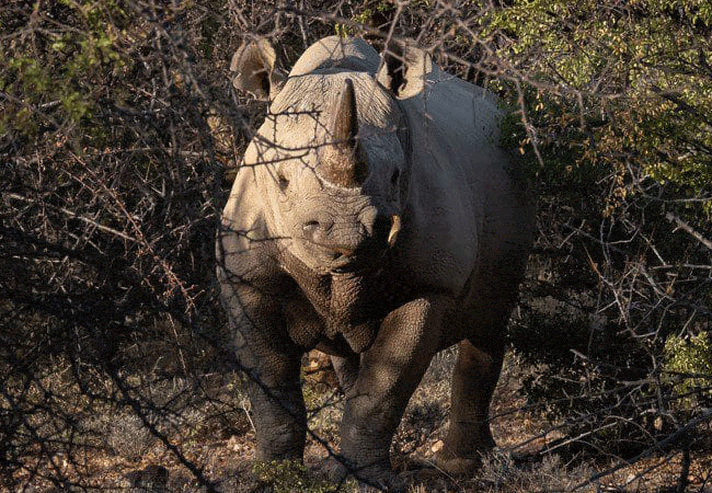 Saruni Rhino Camp Sera Community Conservancy-rhino-sanctuary