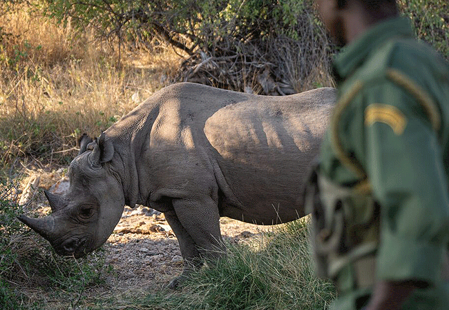 Saruni Rhino Camp Sera Community Conservancy Rhino Tracking Eexperience Walking Safari