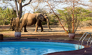 4 Days 3 Nights Tanzania Fly-in Safari Selous Impala Camp