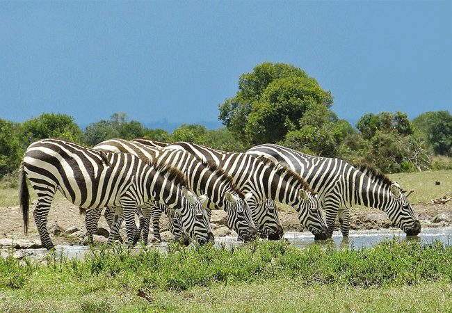 5 Day Serena Hotels Safari Elementaita Nakuru Olpejeta from Nairobi