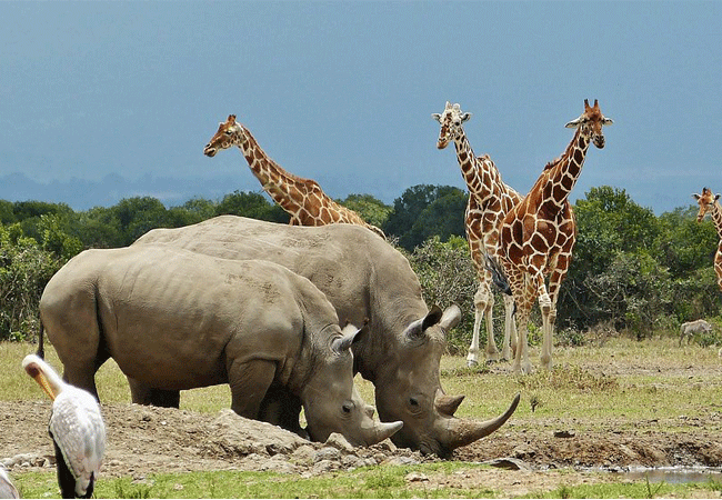 5 Day Serena Hotels Safari Elementaita Nakuru Olpejeta from Nairobi