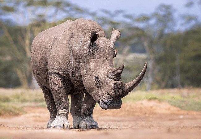5-Day Serena Hotels Luxury Safari