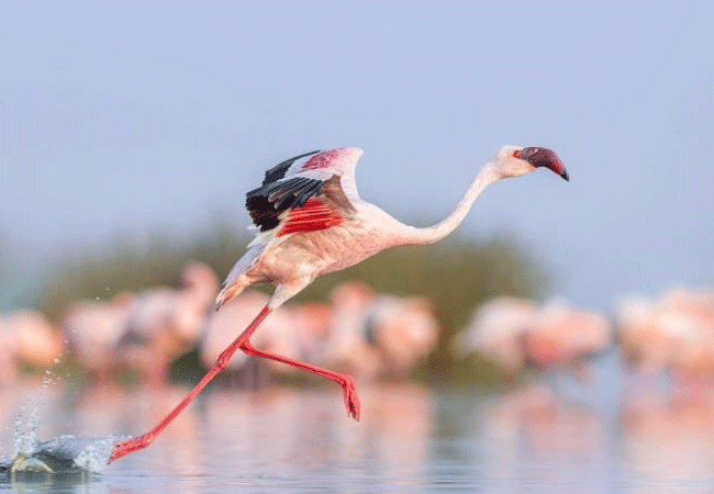 5-Day Serena Hotels Luxury Safari